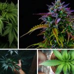 4 different Cannabis Photo Shots