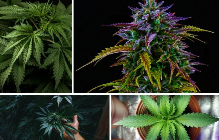 A Guide to Photographing Cannabis
